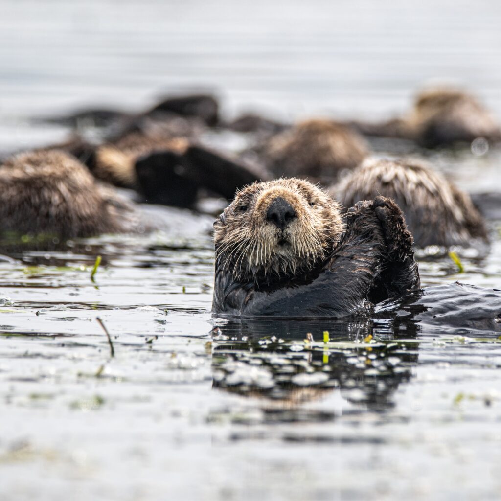 sea otter awareness