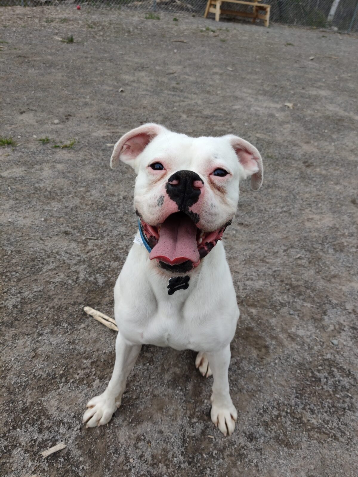 white boxer facts adopt cute smile family scaled