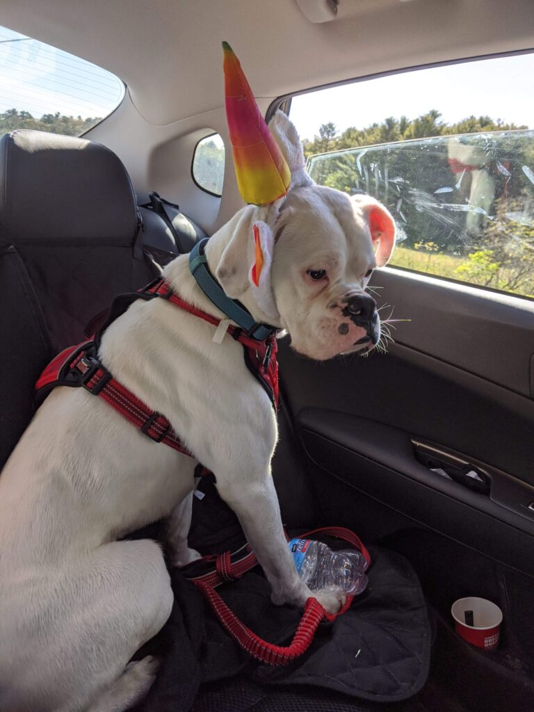 white boxer facts adopt party hat scaled